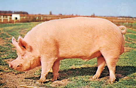 Yorkshire Swine